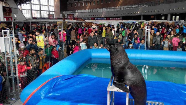 海獅表演