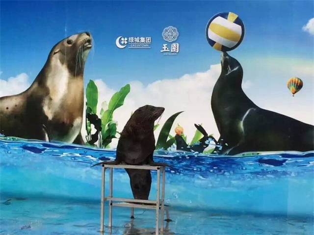 海獅表演