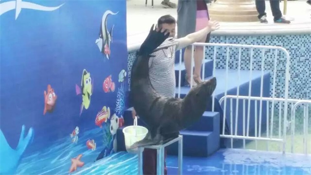 海獅表演