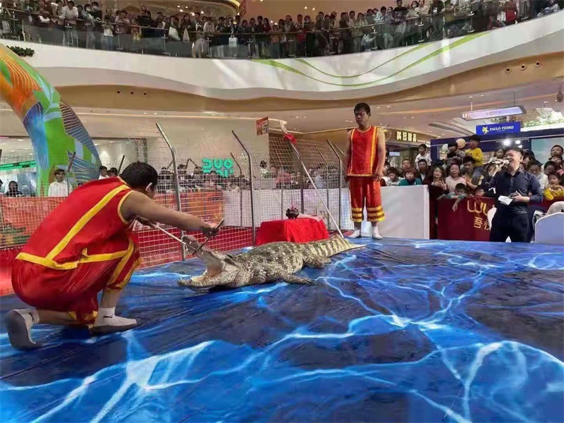 鱷魚表演