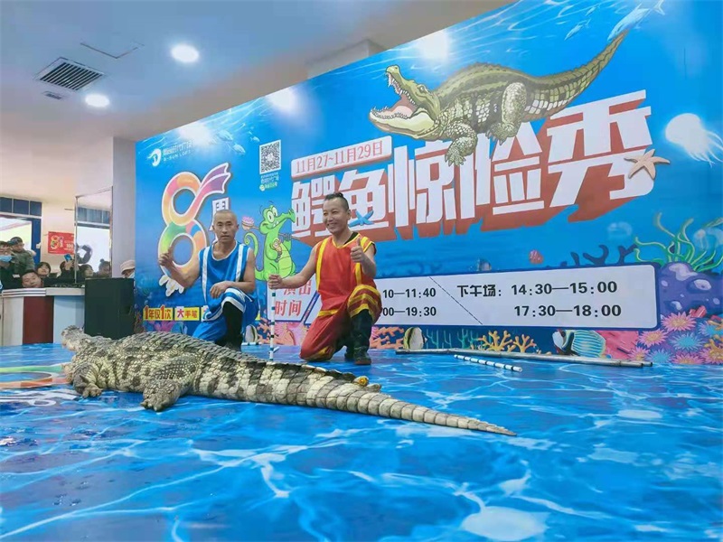 鱷魚表演