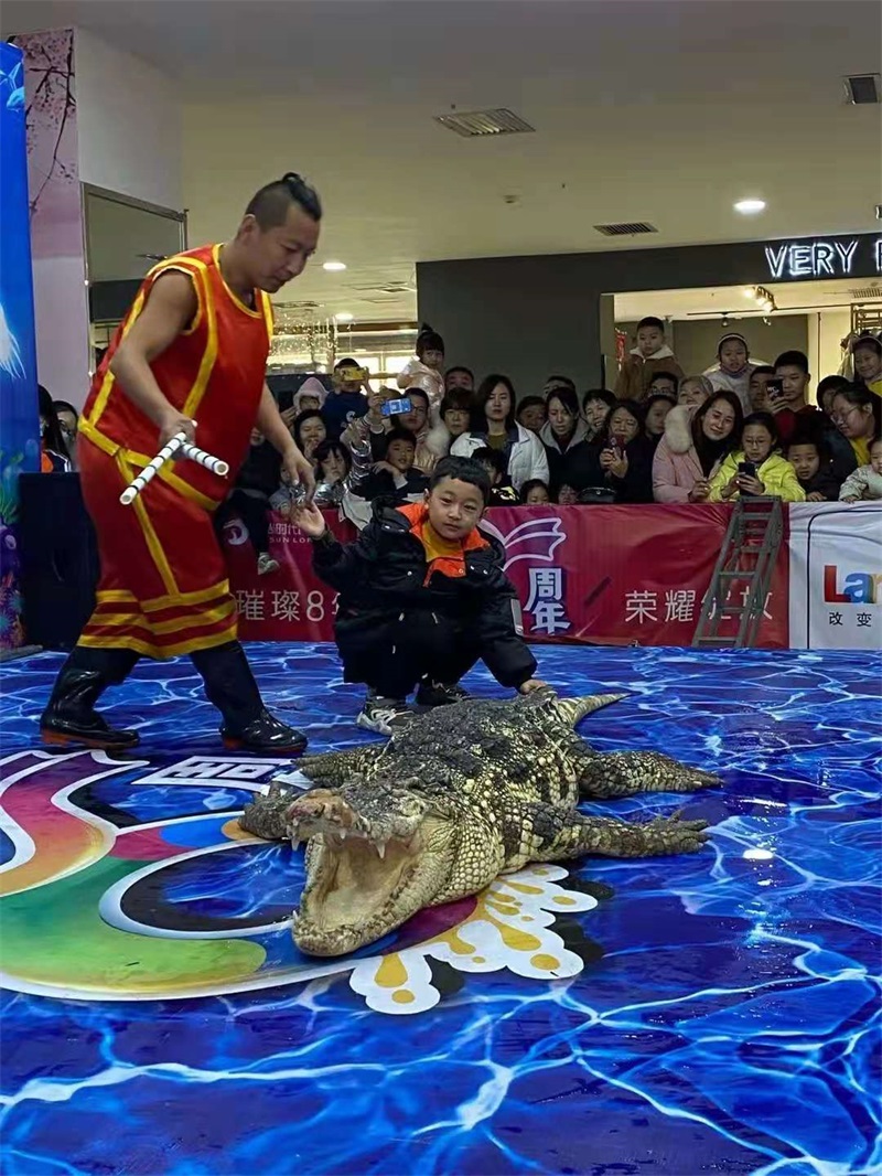 鱷魚表演