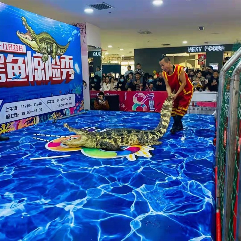 鱷魚(yú)表演