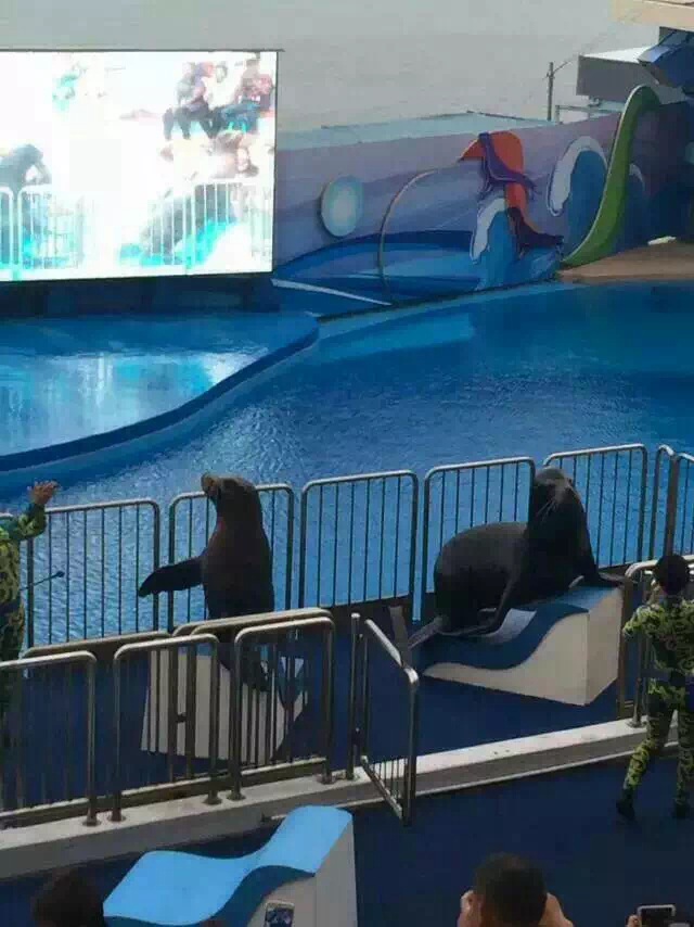 海獅表演