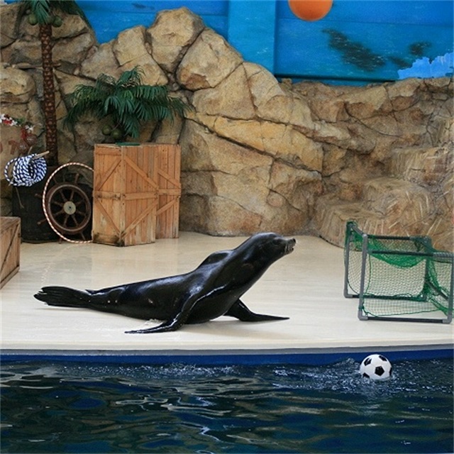 海獅表演