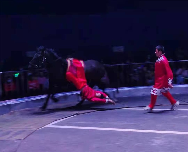 馬術(shù)表演