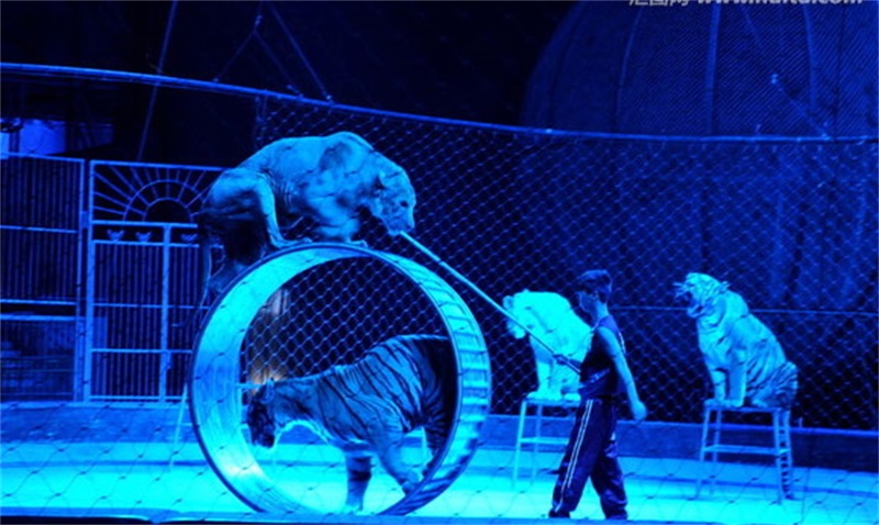 馬戲表演