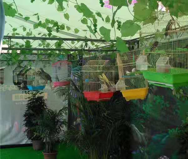 百鳥展覽