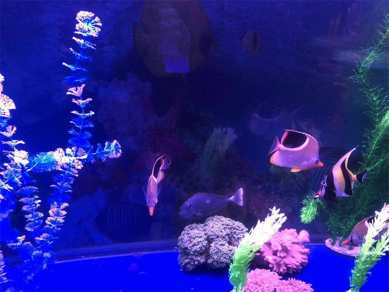 海洋生物展