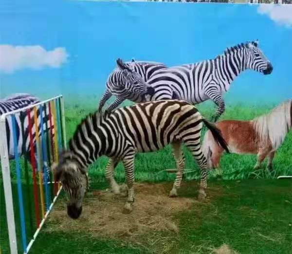 萌寵展覽