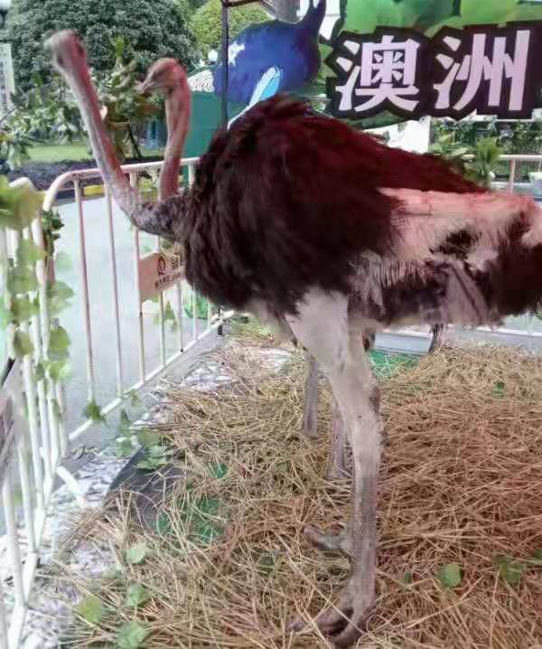 萌寵展覽