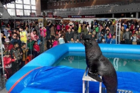 海獅表演