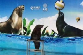 海獅表演