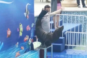 海獅表演