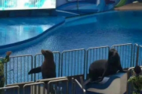 海獅表演