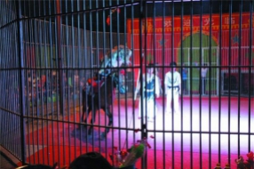 馬戲表演