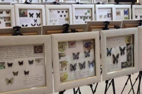 蝴蝶昆蟲展