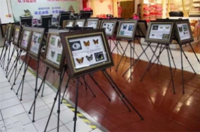 蝴蝶昆蟲展