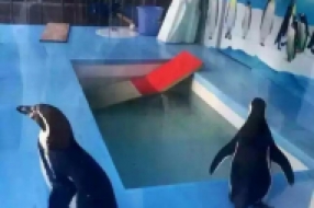 企鵝展覽