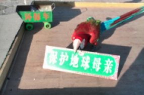 鸚鵡表演